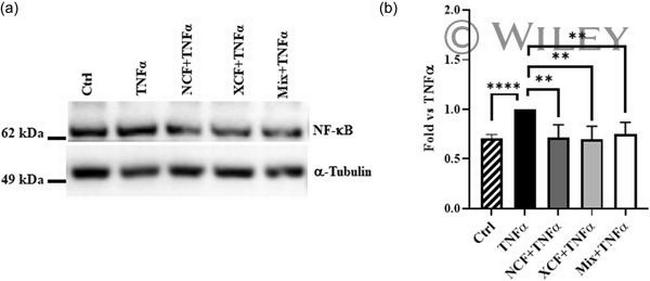 NFkB p50 Antibody in Western Blot (WB)