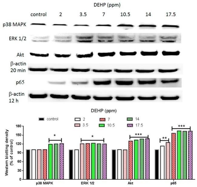 Phospho-ERK1/ERK2 (Thr185, Tyr187) Antibody in Western Blot (WB)