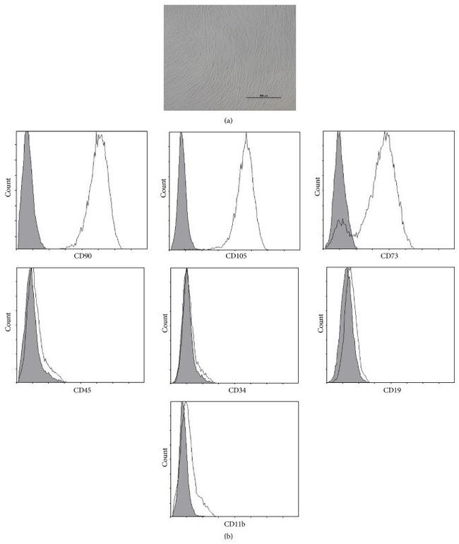 CD105 (Endoglin) Antibody in Flow Cytometry (Flow)