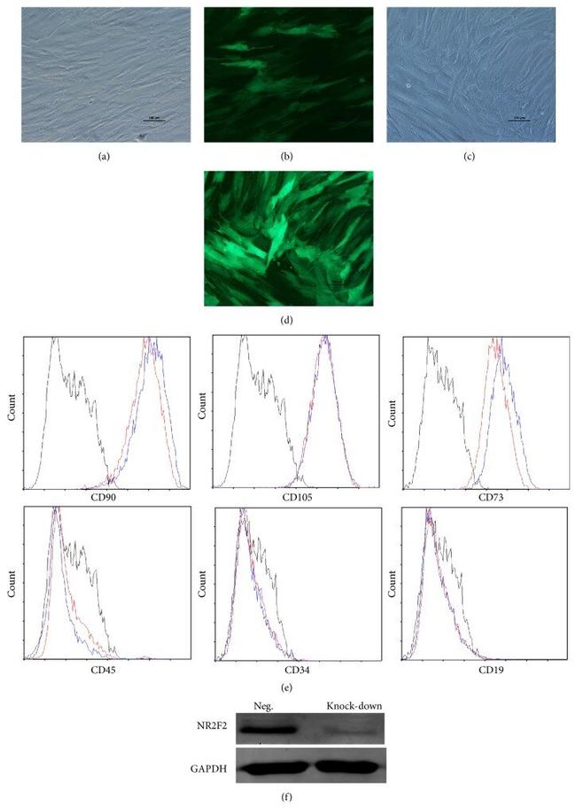 CD105 (Endoglin) Antibody in Flow Cytometry (Flow)