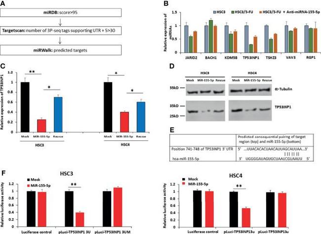 alpha Tubulin Antibody in Western Blot (WB)