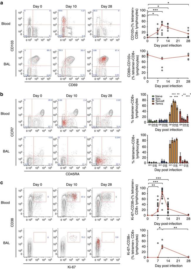 CD103 (Integrin alpha E) Antibody in Flow Cytometry (Flow)