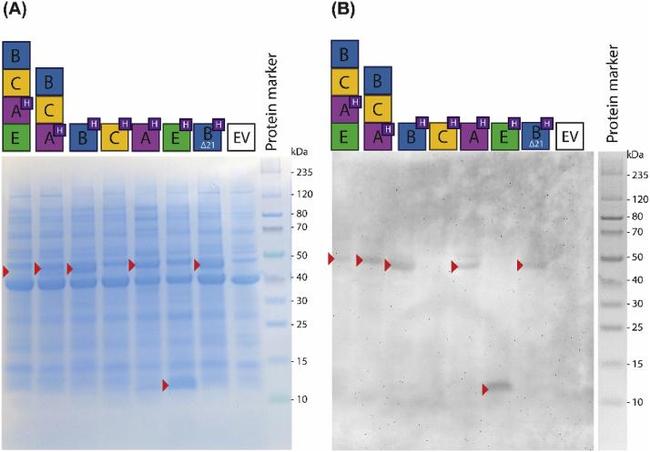 6x-His Tag Antibody in Western Blot (WB)