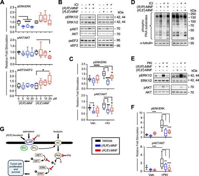 alpha Tubulin Antibody in Western Blot (WB)