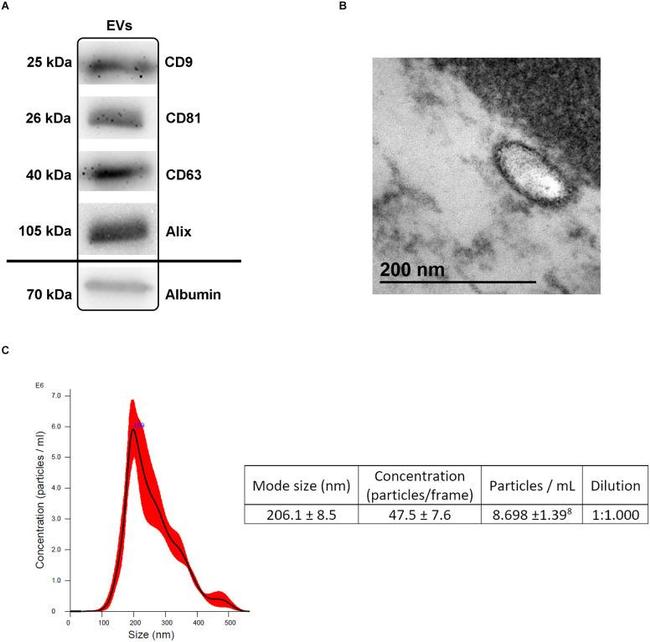 CD81 Antibody in Western Blot (WB)