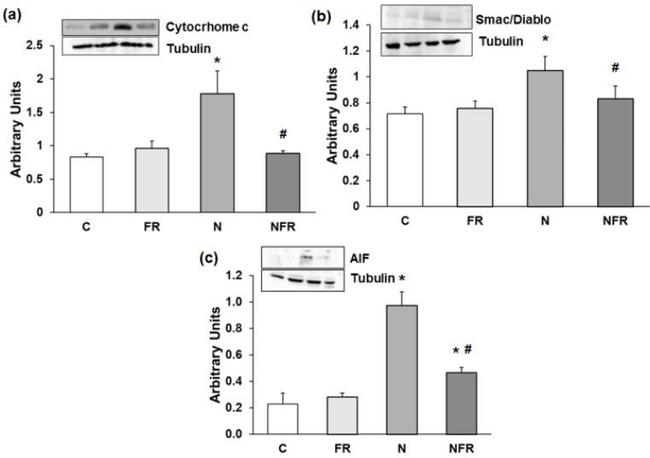 DIABLO Antibody in Western Blot (WB)