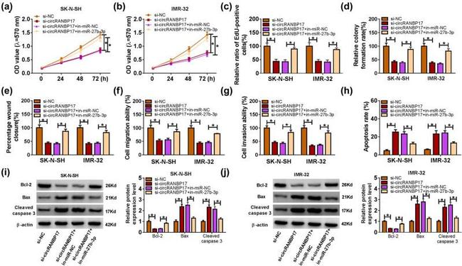 Bax Antibody in Western Blot (WB)