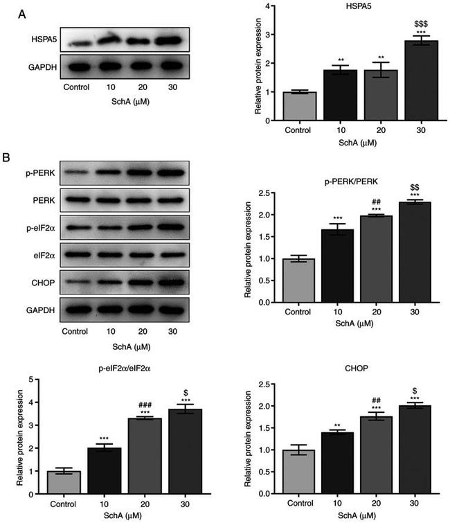 CHOP Antibody in Western Blot (WB)