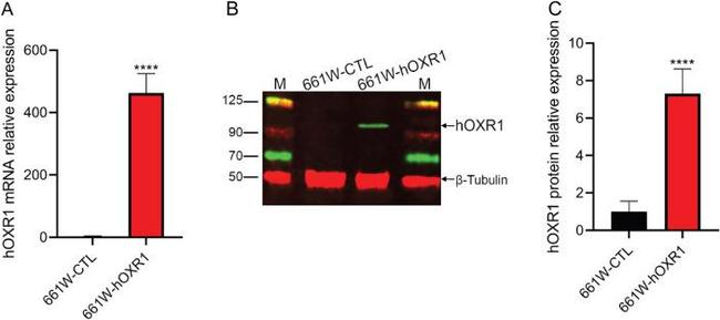 beta Tubulin Loading Control Antibody in Western Blot (WB)