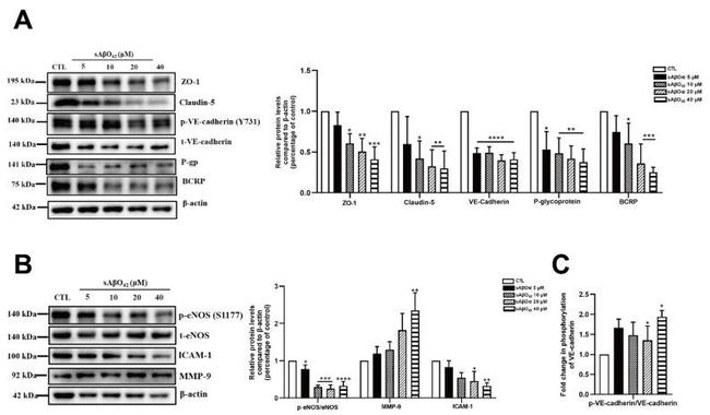 ICAM-1 Antibody in Western Blot (WB)