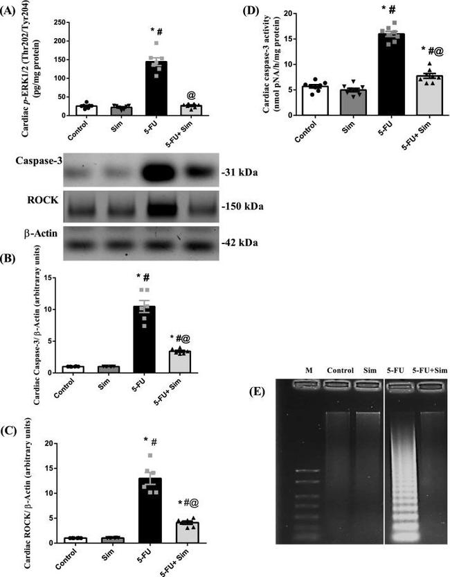 beta Actin Antibody in Western Blot (WB)