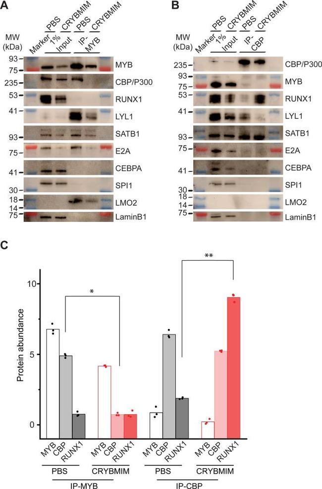 CBP Antibody in Western Blot (WB)