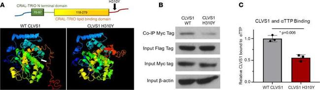 Myc Tag Antibody in Immunoprecipitation (IP)