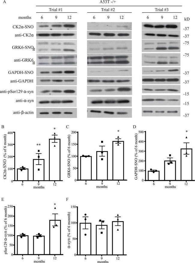 GAPDH Antibody in Western Blot (WB)