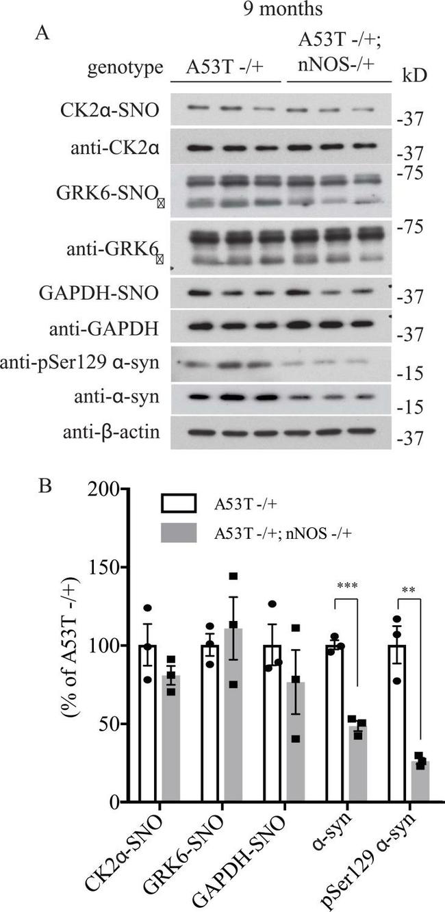 GAPDH Antibody in Western Blot (WB)