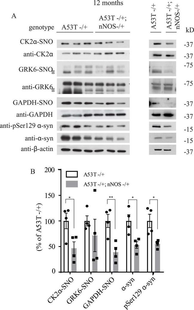 GAPDH Antibody in Western Blot (WB)