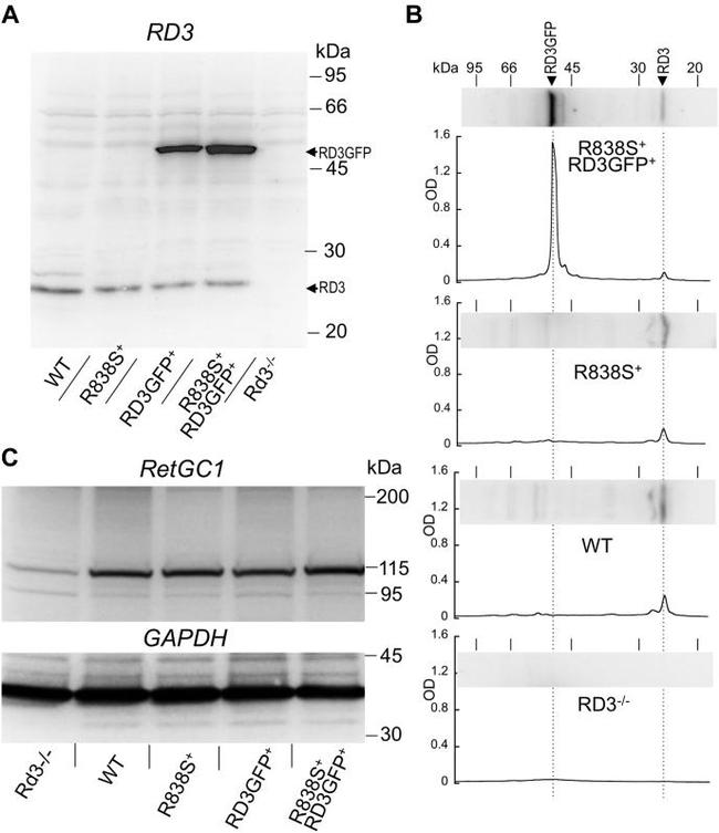 GAPDH Antibody in Western Blot (WB)