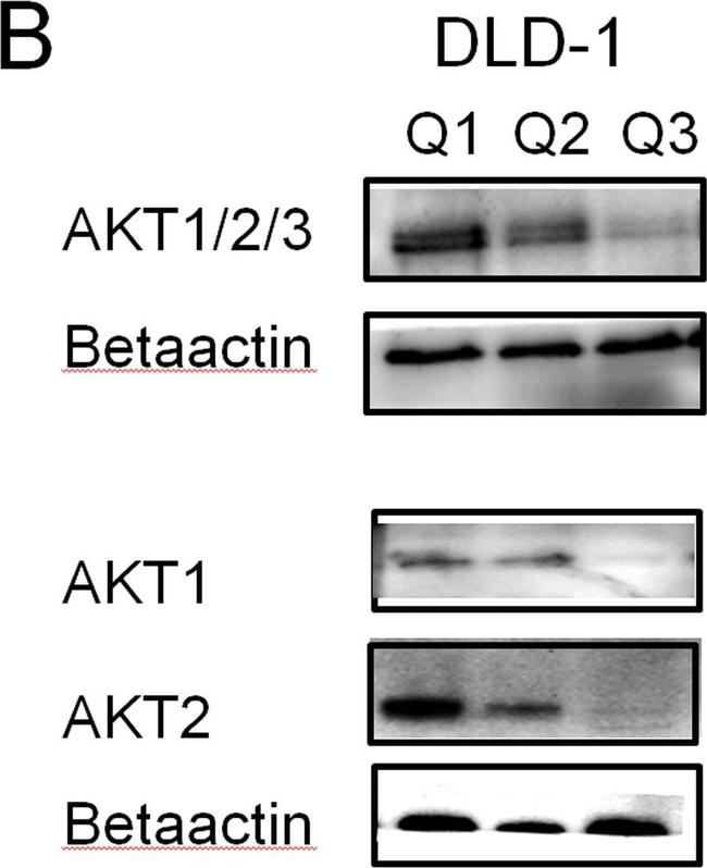 Mouse IgG (H+L) Secondary Antibody in Western Blot (WB)