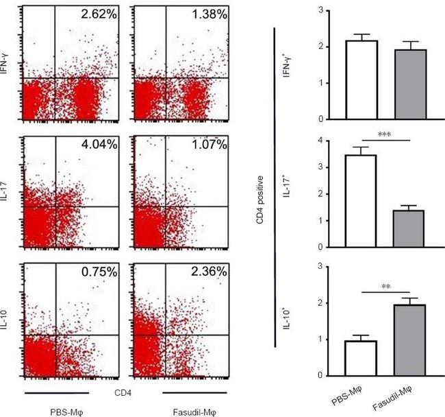 IL-17A Antibody in Flow Cytometry (Flow)