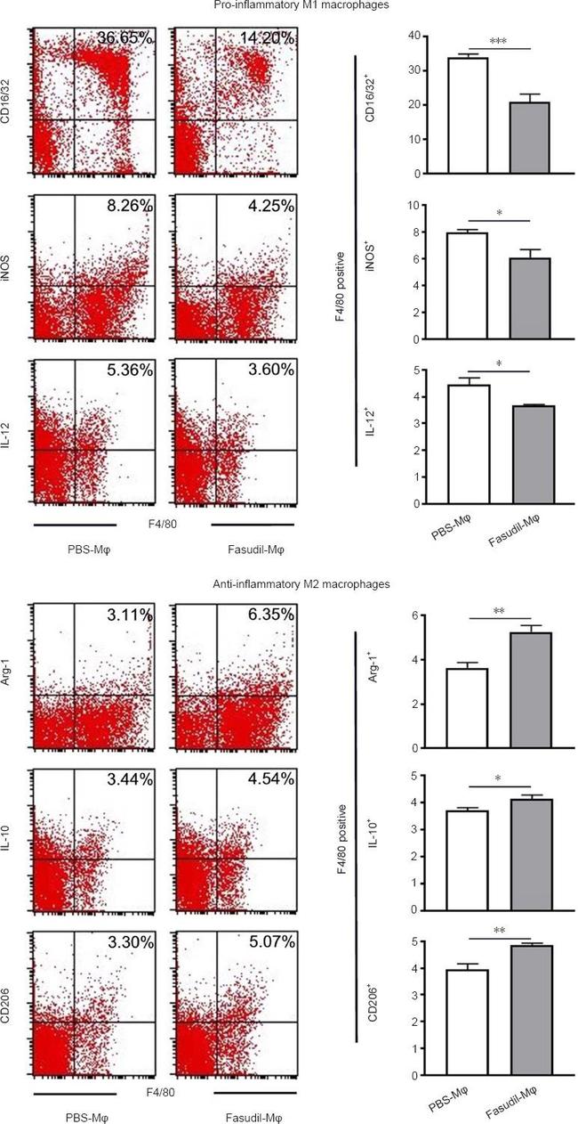 CD206 (MMR) Antibody in Flow Cytometry (Flow)