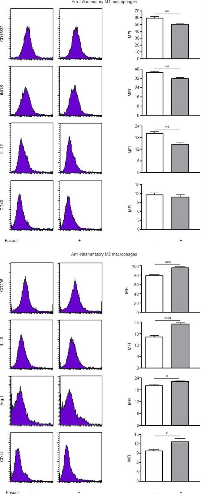 CD206 (MMR) Antibody in Flow Cytometry (Flow)