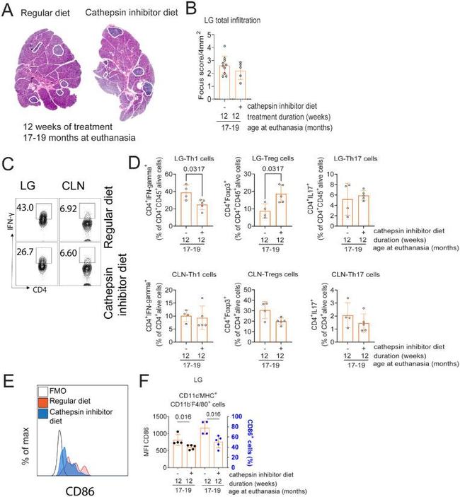 CD4 Antibody in Flow Cytometry (Flow)