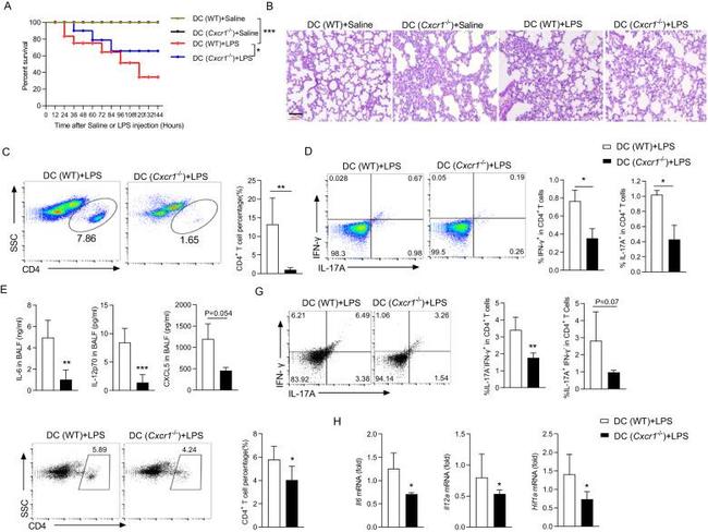 CD4 Antibody in Flow Cytometry (Flow)