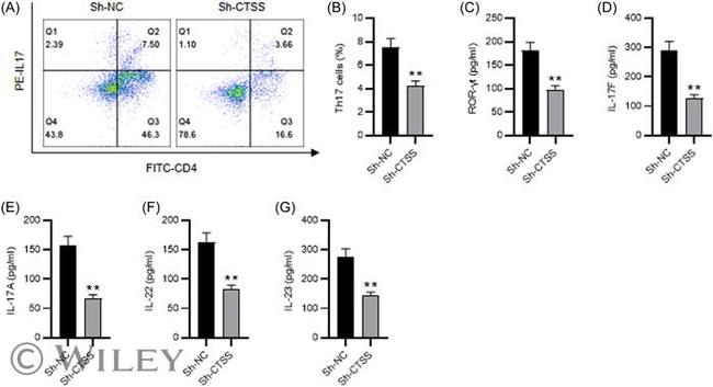 IL-17A Antibody in Flow Cytometry (Flow)