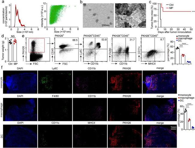 CD11c Antibody in Flow Cytometry (Flow)