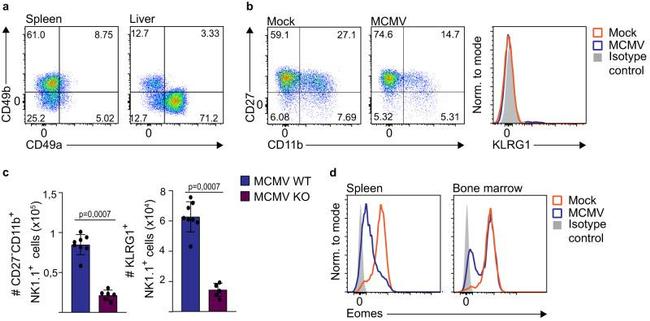 CD11b Antibody in Flow Cytometry (Flow)