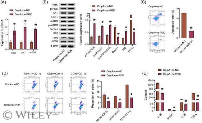 CD86 (B7-2) Antibody in Flow Cytometry (Flow)