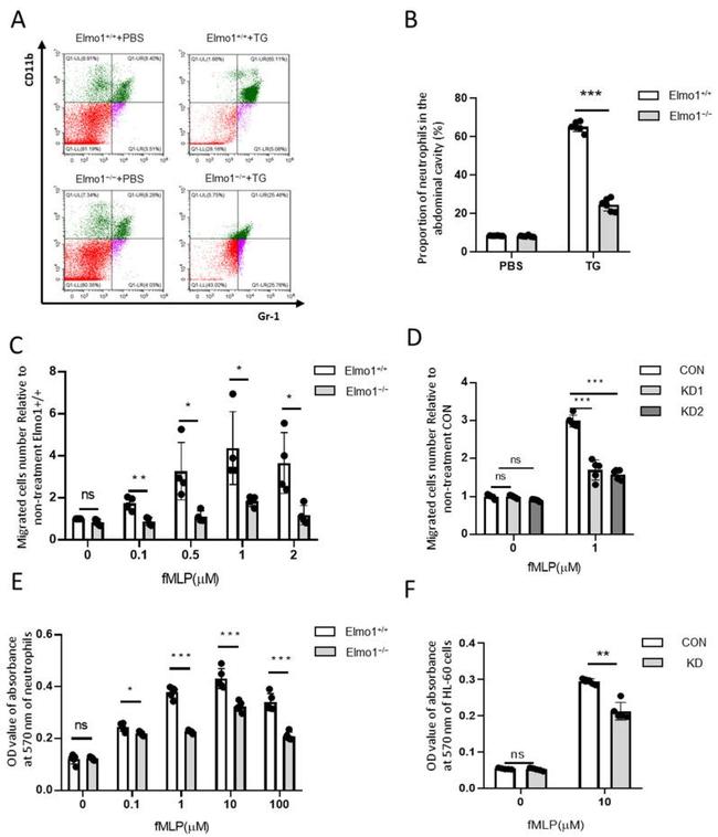 CD11b Antibody in Flow Cytometry (Flow)