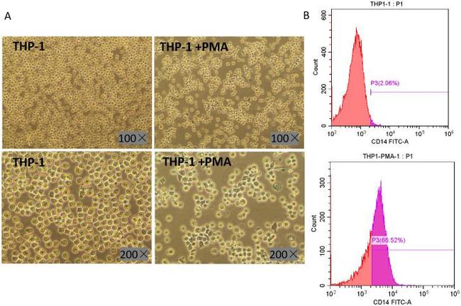 CD14 Antibody in Flow Cytometry (Flow)