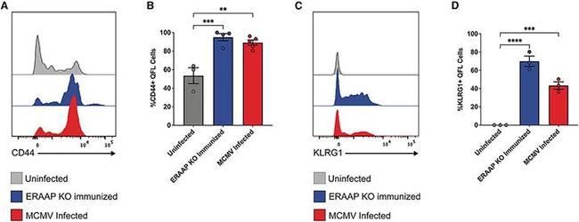 KLRG1 Antibody in Flow Cytometry (Flow)