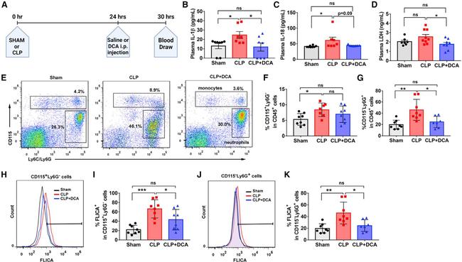 CD115 (c-fms) Antibody in Flow Cytometry (Flow)