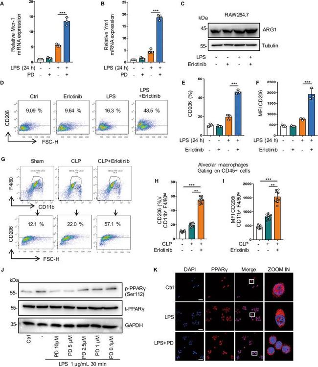 CD206 (MMR) Antibody in Flow Cytometry (Flow)