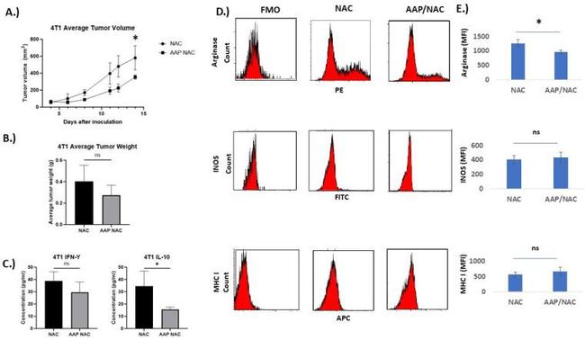 iNOS Antibody in Flow Cytometry (Flow)