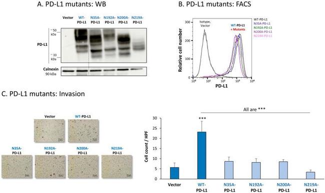 CD274 (PD-L1, B7-H1) Antibody in Flow Cytometry (Flow)