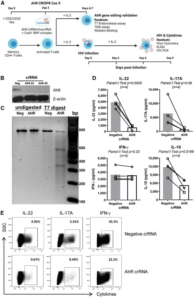 IL-17A Antibody in Flow Cytometry (Flow)