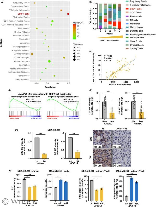 IFN gamma Antibody in Flow Cytometry (Flow)