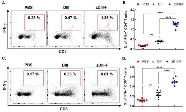 IFN gamma Antibody in Flow Cytometry (Flow)