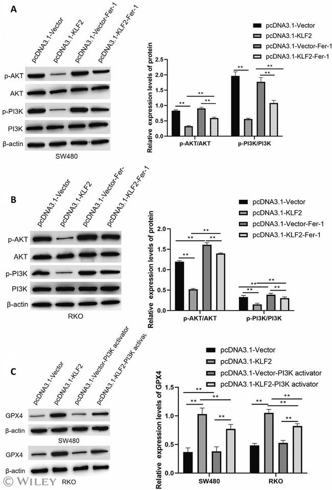 AKT Pan Antibody in Western Blot (WB)