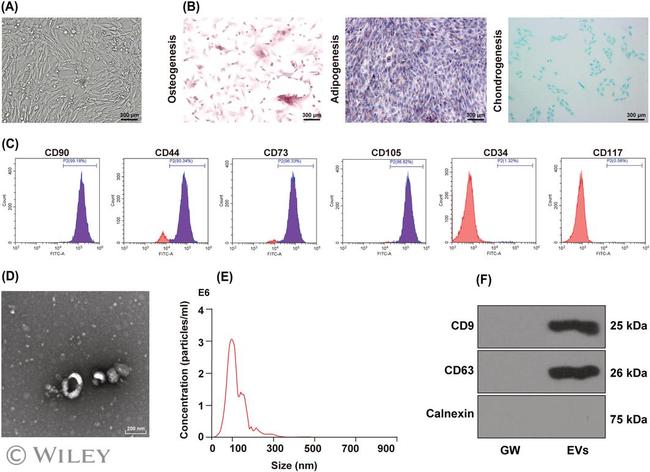 CD34 Antibody in Flow Cytometry (Flow)