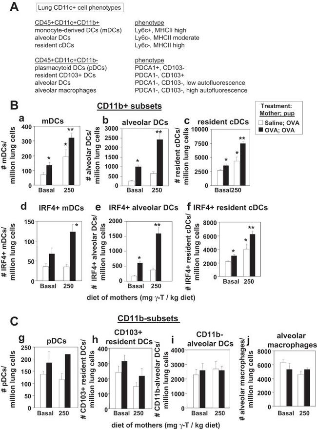 IRF4 Antibody in Flow Cytometry (Flow)