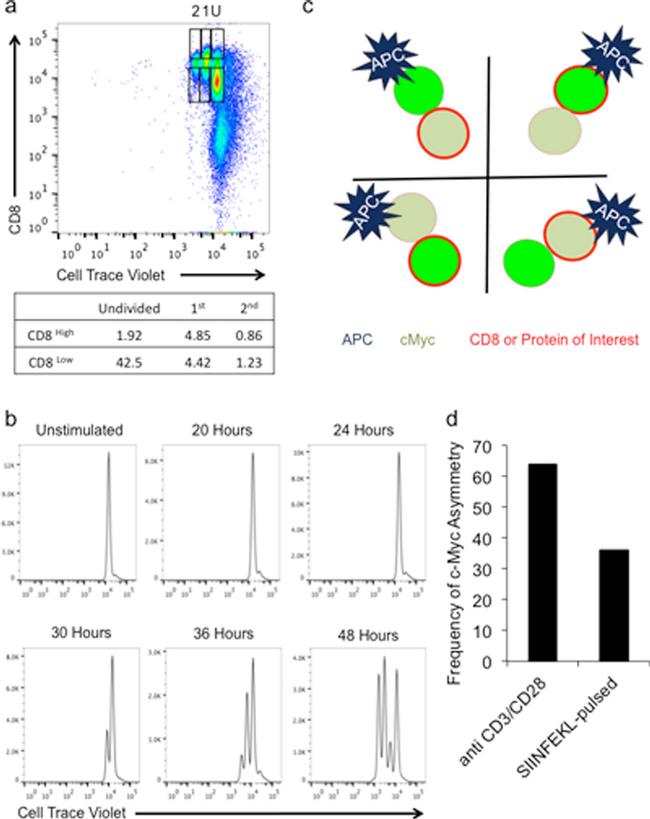 CD8a Antibody in Flow Cytometry (Flow)