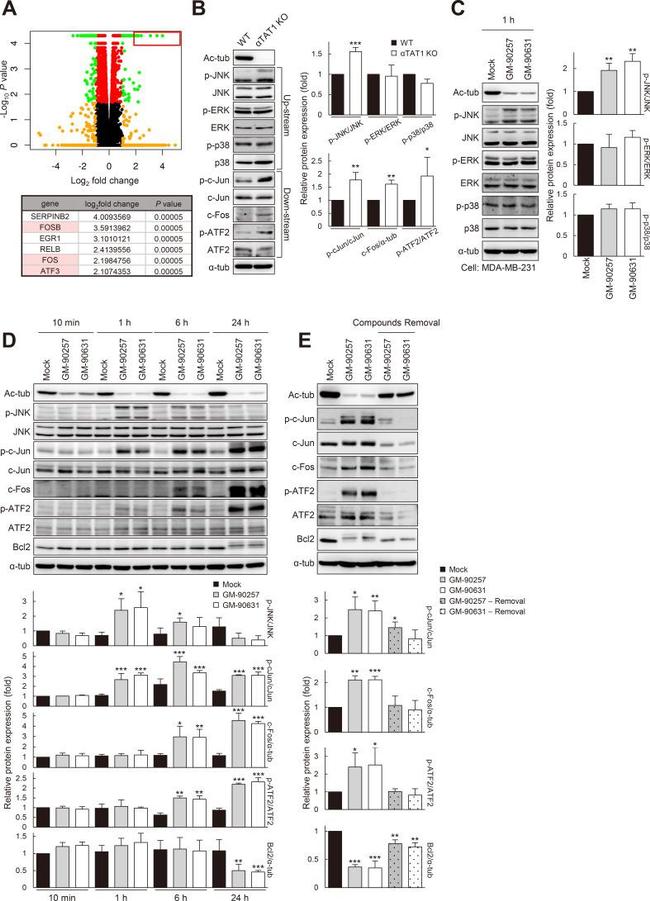 JNK1/JNK2 Antibody in Western Blot (WB)