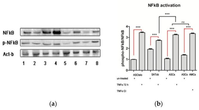 NFkB p65 Antibody in Western Blot (WB)