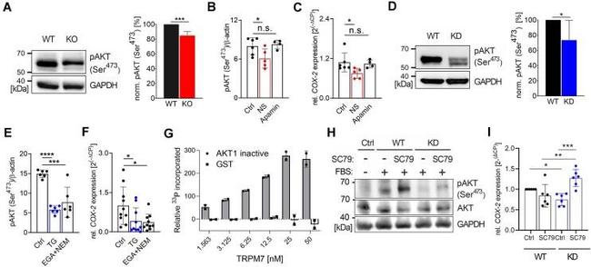 GAPDH Antibody in Western Blot (WB)