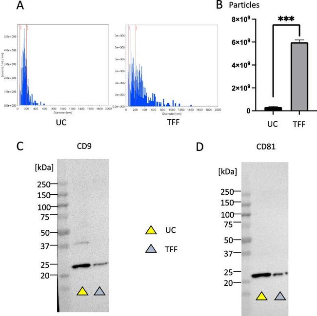 CD81 Antibody in Western Blot (WB)