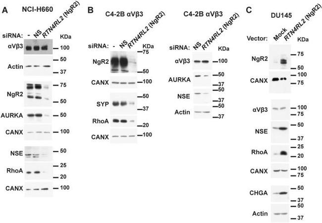 Synaptophysin Antibody in Western Blot (WB)